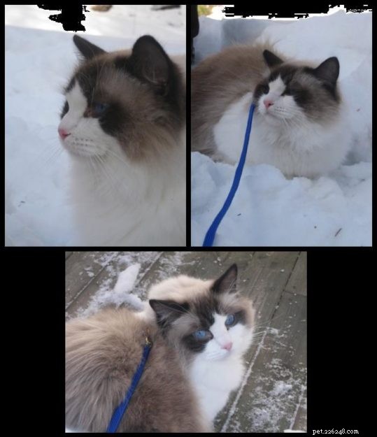 Snowy Ragdoll Cats: Heartwarming Photos from Kansas City