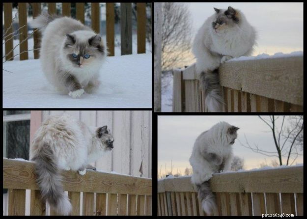 Snowy Ragdoll Cats: Heartwarming Photos from Kansas City