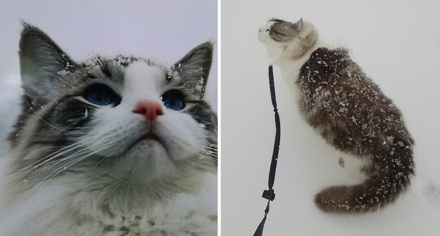 Snowy Ragdoll Cats: Heartwarming Photos from Kansas City