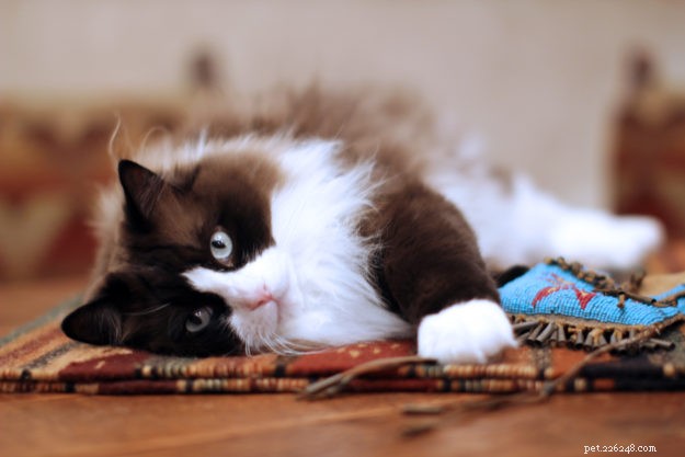 Meet Mingo, the Stunning Ragdoll Cat of the Week