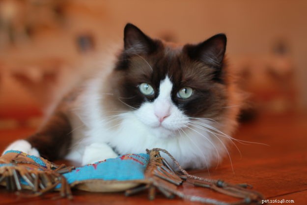 Meet Mingo, the Stunning Ragdoll Cat of the Week
