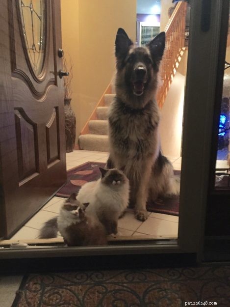 Meet Mingo, the Stunning Ragdoll Cat of the Week