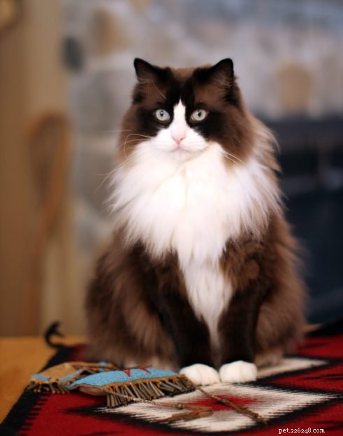 Meet Mingo, the Stunning Ragdoll Cat of the Week