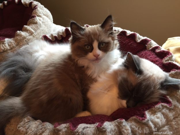 Meet Mingo, the Stunning Ragdoll Cat of the Week