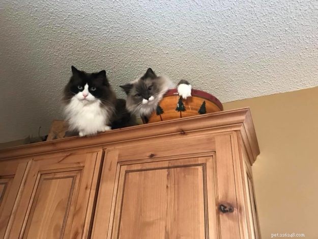 Meet Mingo, the Stunning Ragdoll Cat of the Week