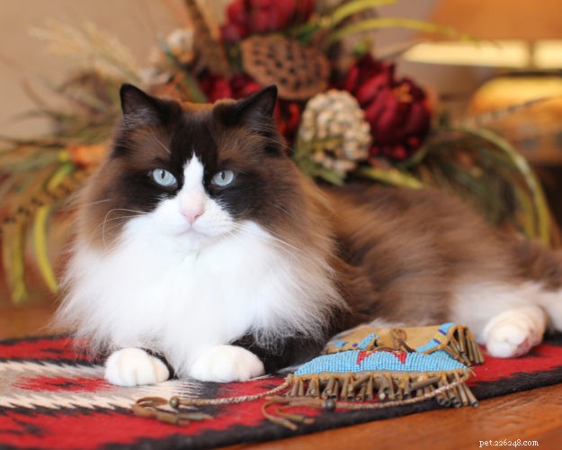 Meet Mingo, the Stunning Ragdoll Cat of the Week
