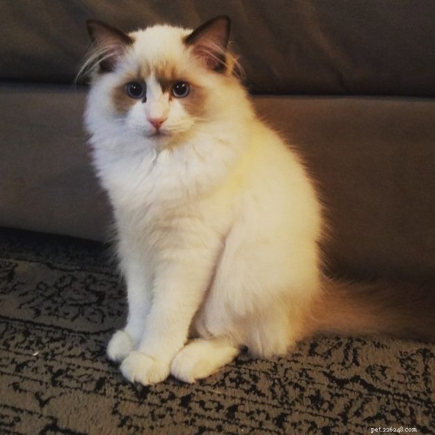 Meet Elliot: Ragdoll Kitten of the Month & Owner’s Honest Review