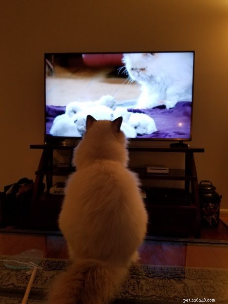 Meet Elliot: Ragdoll Kitten of the Month & Owner’s Honest Review