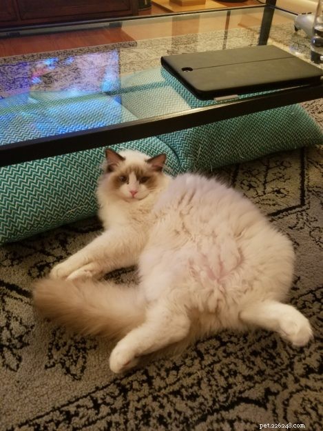 Meet Elliot: Ragdoll Kitten of the Month & Owner’s Honest Review