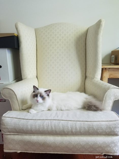 Meet Elliot: Ragdoll Kitten of the Month & Owner’s Honest Review