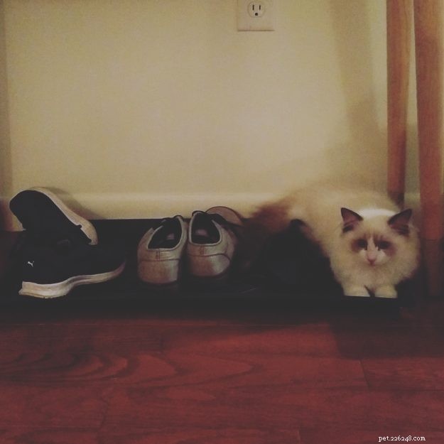 Meet Elliot: Ragdoll Kitten of the Month & Owner’s Honest Review