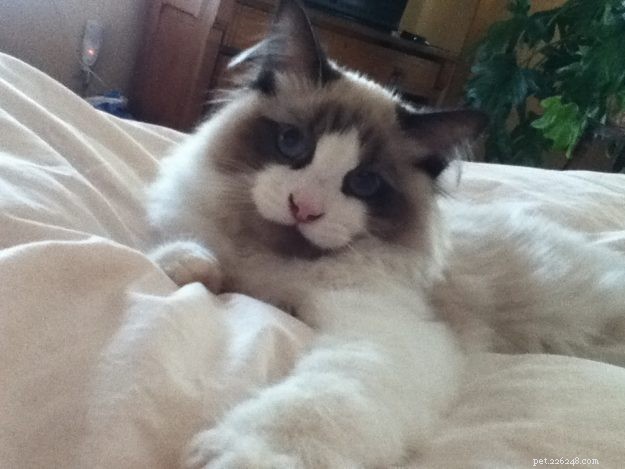 Dickens: Ragdoll of the Week – A Cuddly Companion