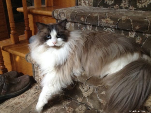 Dickens: Ragdoll of the Week – A Cuddly Companion