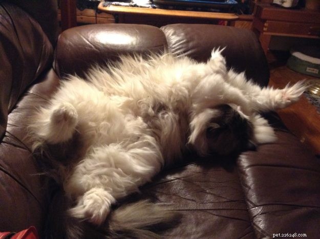 Dickens: Ragdoll of the Week – A Cuddly Companion