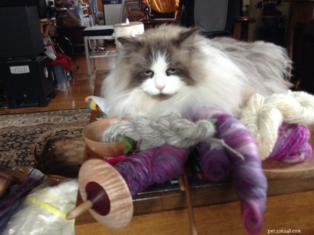 Dickens: Ragdoll of the Week – A Cuddly Companion