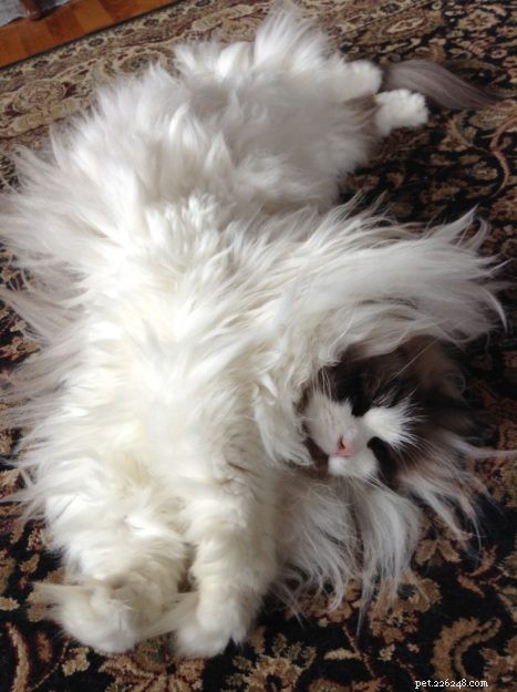 Dickens: Ragdoll of the Week – A Cuddly Companion