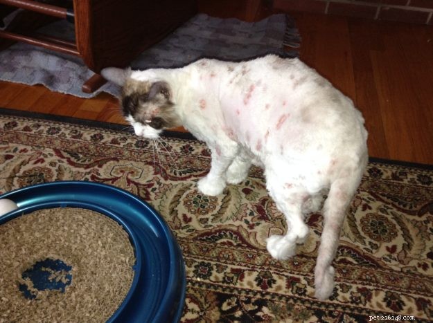 Dickens: Ragdoll of the Week – A Cuddly Companion