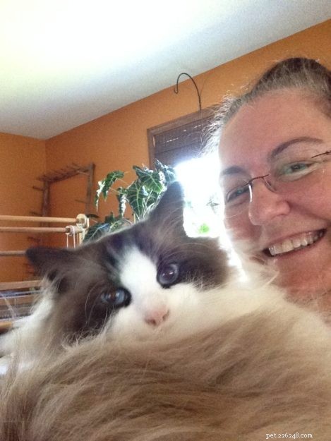 Dickens: Ragdoll of the Week – A Cuddly Companion