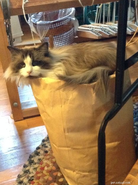 Dickens: Ragdoll of the Week – A Cuddly Companion
