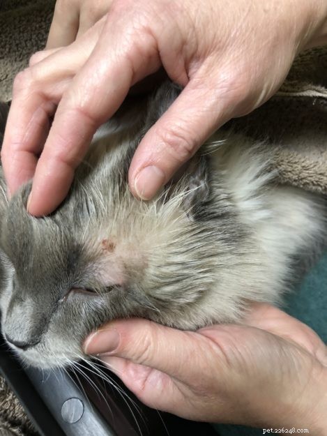 Ragdoll Cat Ash’s Eye Problem: Symptoms, Vet Insights, and Care Tips