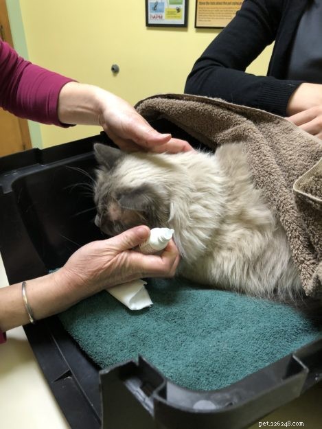 Ragdoll Cat Ash’s Eye Problem: Symptoms, Vet Insights, and Care Tips