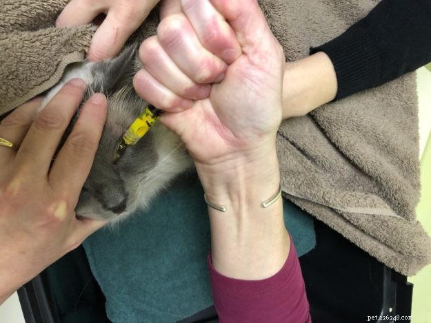 Ragdoll Cat Ash’s Eye Problem: Symptoms, Vet Insights, and Care Tips
