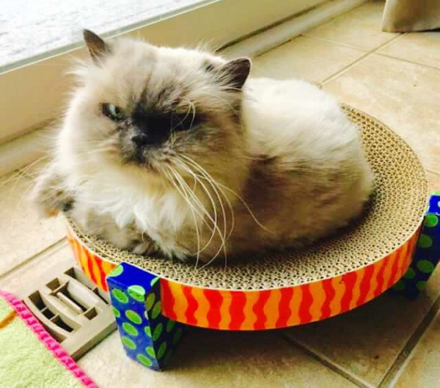 Meet Trixie: The Floppy Cat Highlight of the Week