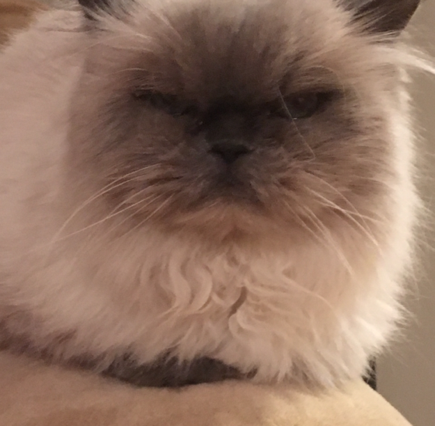 Meet Trixie: The Floppy Cat Highlight of the Week