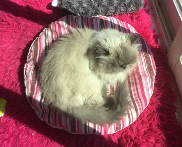 Meet Trixie: The Floppy Cat Highlight of the Week