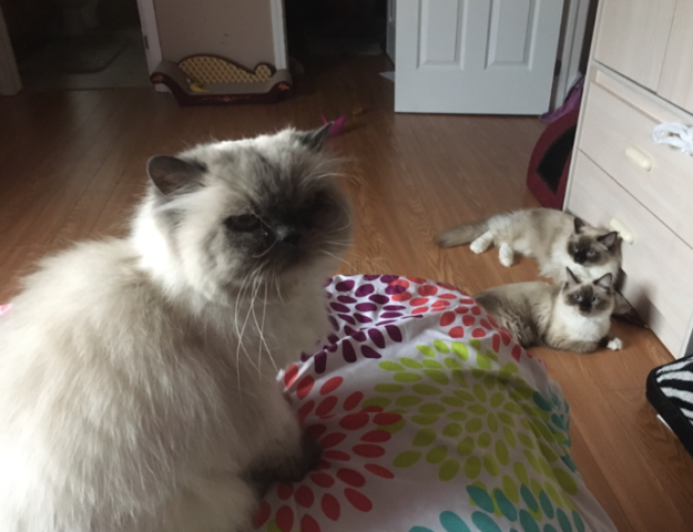 Meet Trixie: The Floppy Cat Highlight of the Week