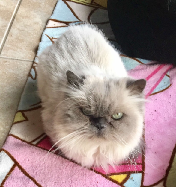 Meet Trixie: The Floppy Cat Highlight of the Week