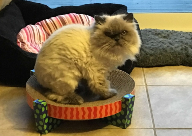 Meet Trixie: The Floppy Cat Highlight of the Week