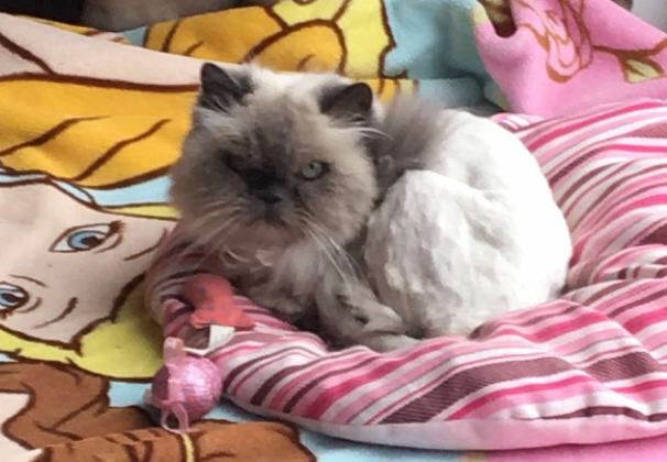 Meet Trixie: The Floppy Cat Highlight of the Week