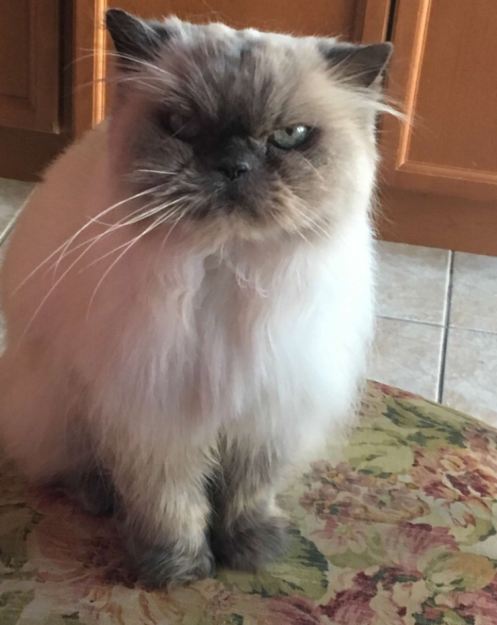 Meet Trixie: The Floppy Cat Highlight of the Week
