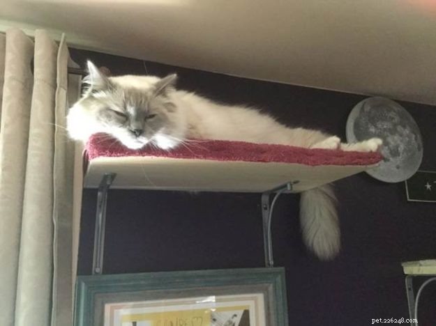 Ragdoll Leo’s Allergy Alert: Spotting and Managing Ear & Eye Irritation in Ragdoll Cats
