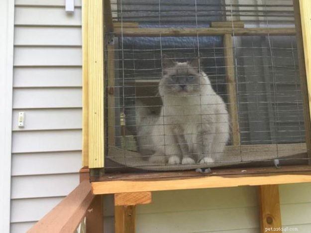 Ragdoll Leo’s Allergy Alert: Spotting and Managing Ear & Eye Irritation in Ragdoll Cats