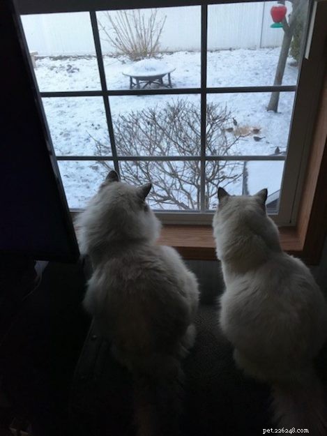 Kiki, the Ragdoll of the Week: Celebrating Her First Birthday