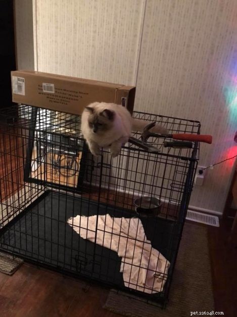 Kiki, the Ragdoll of the Week: Celebrating Her First Birthday
