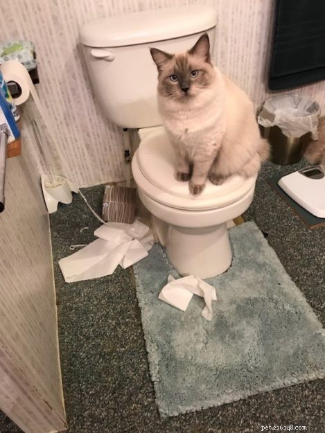 Kiki, the Ragdoll of the Week: Celebrating Her First Birthday