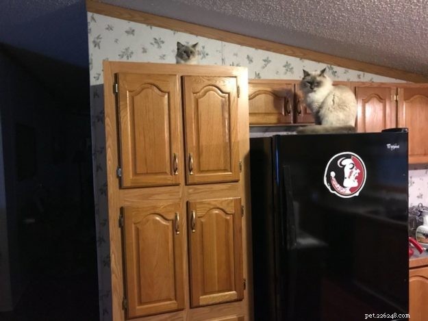 Kiki, the Ragdoll of the Week: Celebrating Her First Birthday