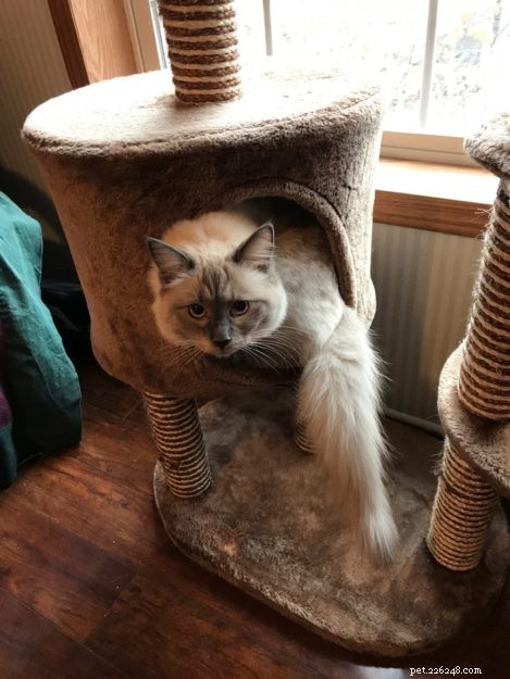 Kiki, the Ragdoll of the Week: Celebrating Her First Birthday