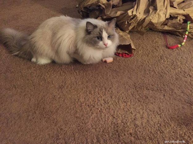 Meet Puff: Blue Point Ragdoll Featured This Week