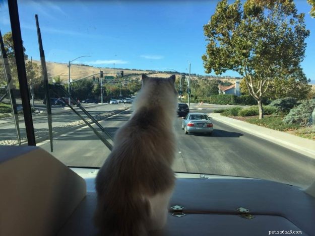 Meet Puff: Blue Point Ragdoll Featured This Week