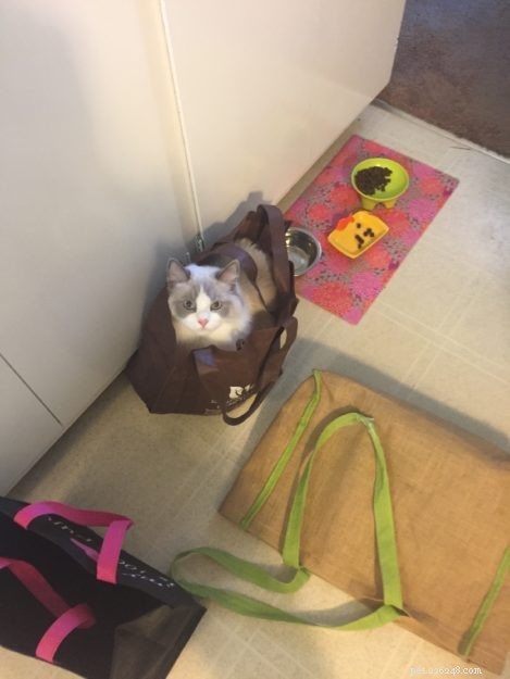 Meet Puff: Blue Point Ragdoll Featured This Week