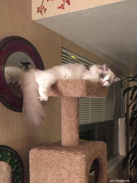 Meet Puff: Blue Point Ragdoll Featured This Week
