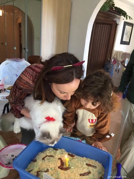 Meet Puff: Blue Point Ragdoll Featured This Week