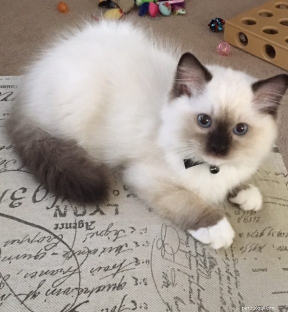 Meet Oliver: Seal Point Ragdoll Kitten of the Month
