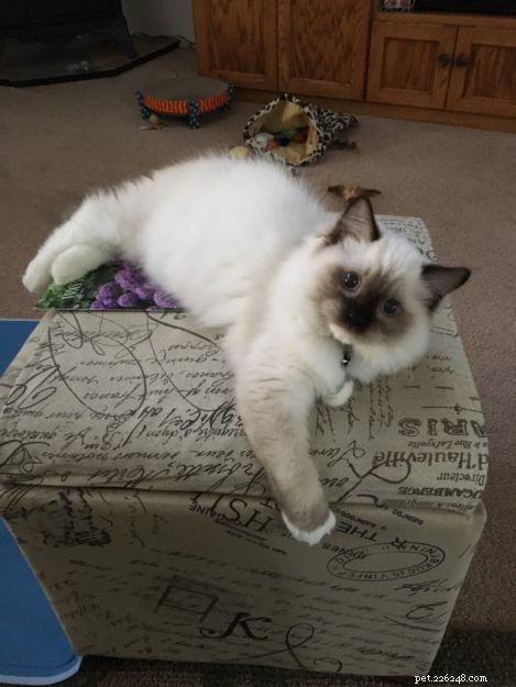 Meet Oliver: Seal Point Ragdoll Kitten of the Month