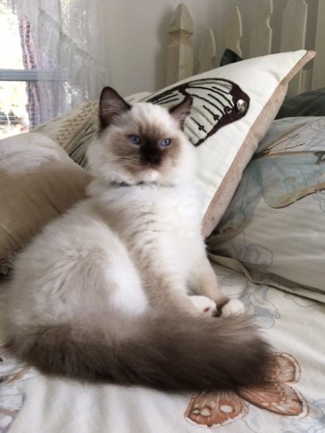 Meet Oliver: Seal Point Ragdoll Kitten of the Month