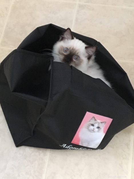 Meet Oliver: Seal Point Ragdoll Kitten of the Month